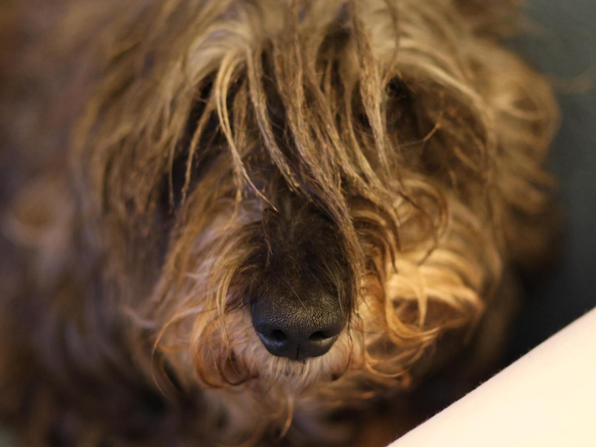 Vivre sans mon&nbsp;chien…