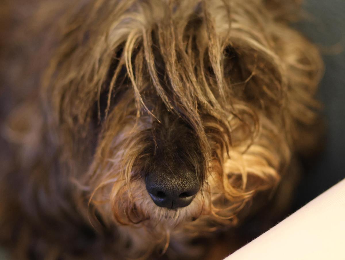 Vivre sans mon&nbsp;chien…